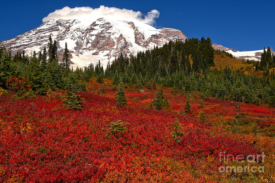 Fall Reds At Paradise Meadows Photograph by Adam Jewell