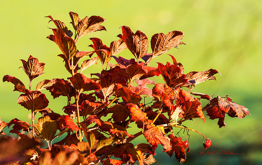 Fall Reds Photograph by Ed Peterson