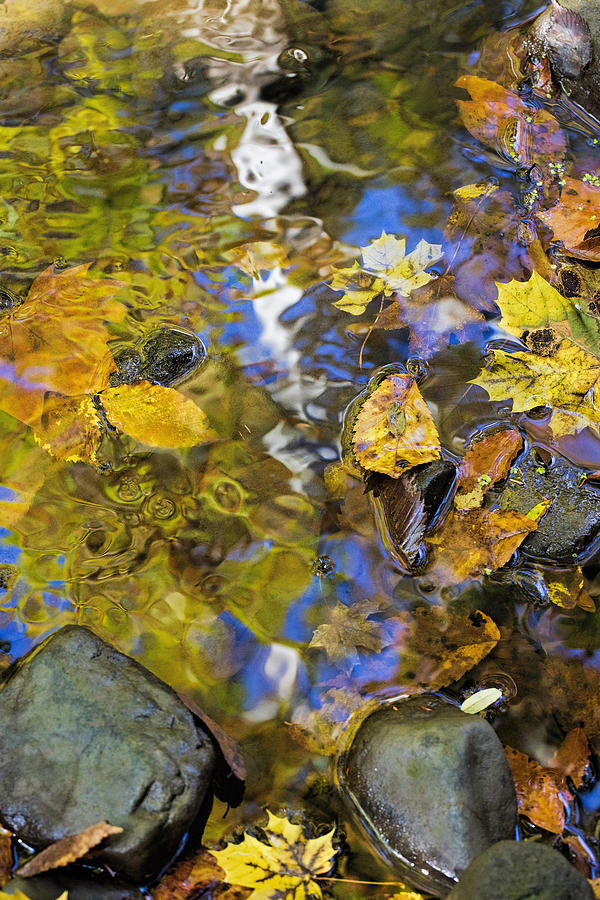 Fall Reflection Photograph by Deborah Penland