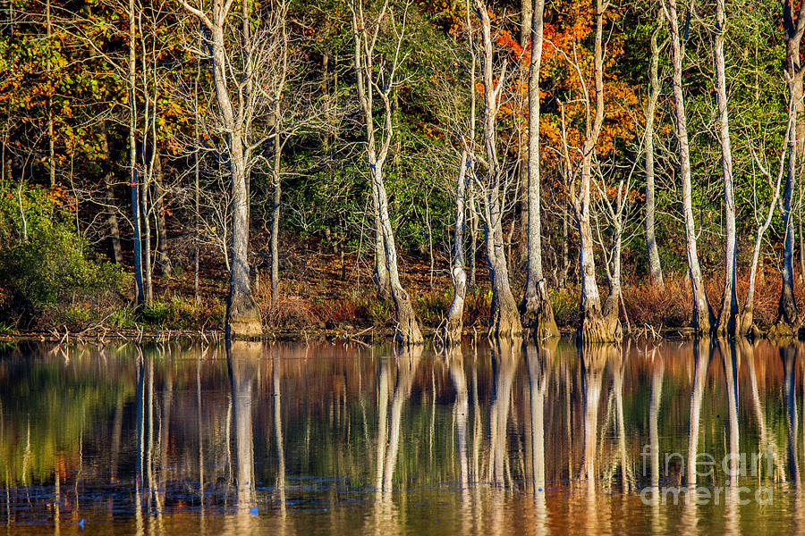 Fall Reflection Newport News Park Virginia I Photograph by Karen Jorstad