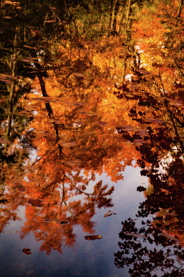 Fall Reflections and Floating Leaves Photograph by Irwin Barrett