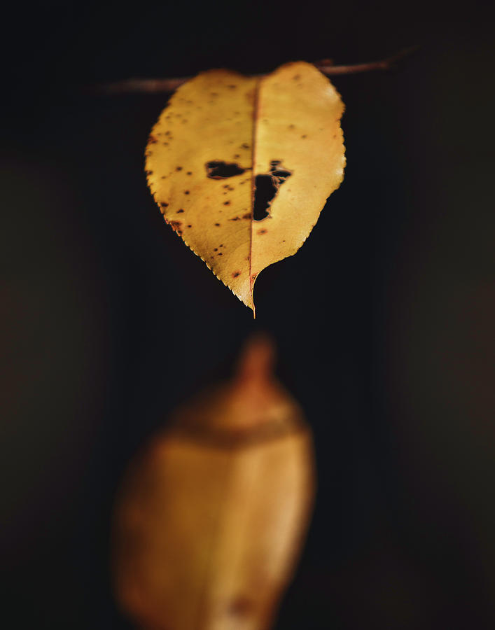 Fall reflections Photograph by Eduard Moldoveanu