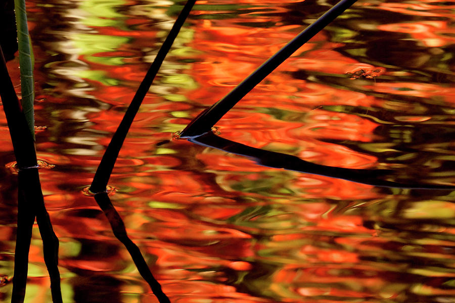 Fall Reflections Photograph by Inge Riis McDonald