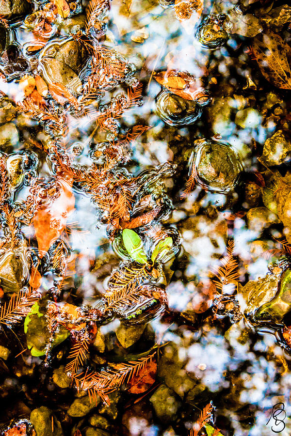 Fall Photograph - Fall Reflections by Rachel Sheelam