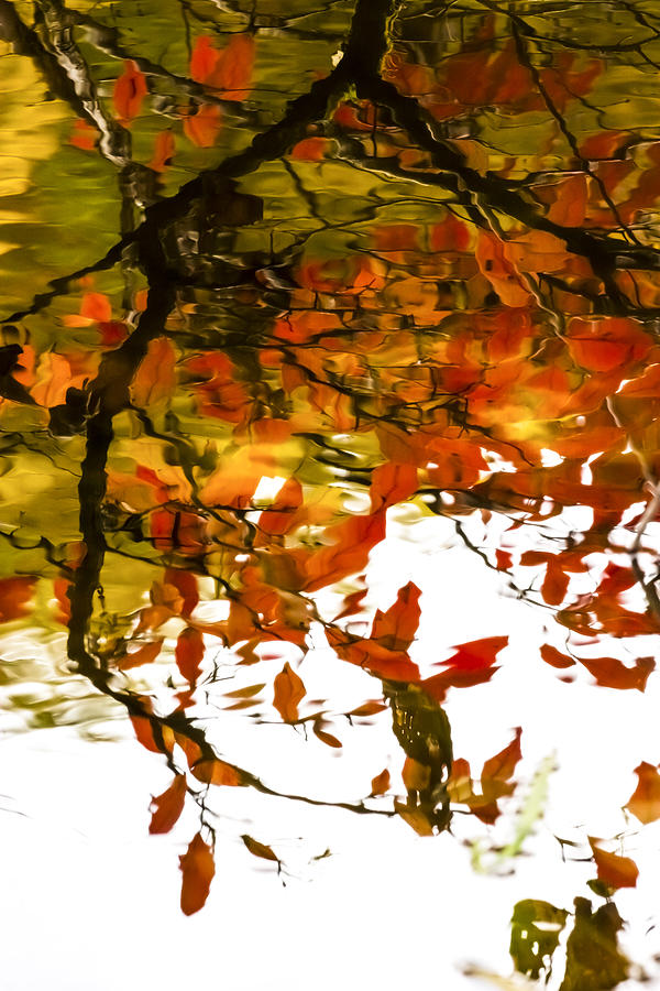 Fall Reflections Photograph by Tracy Winter
