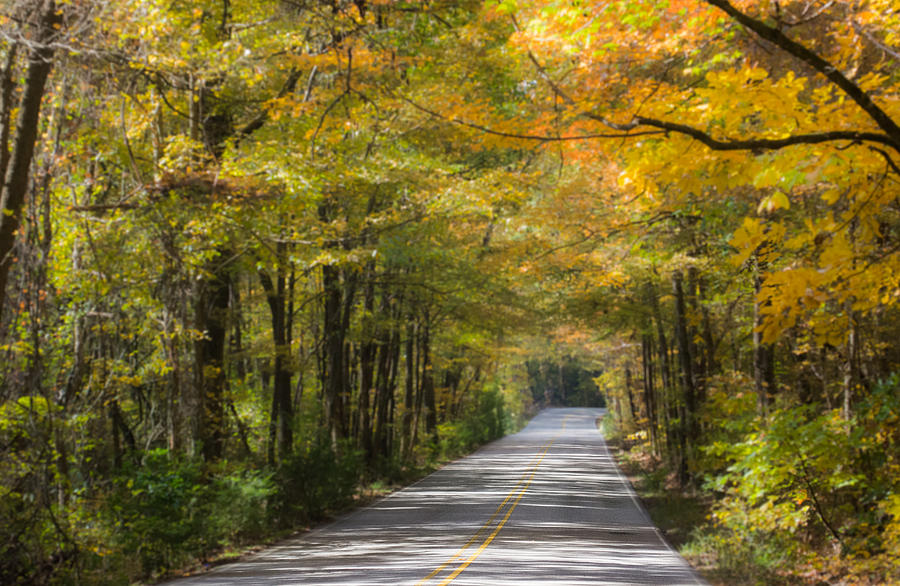 Fall Road at Oak Mountain Photograph by Parker Cunningham