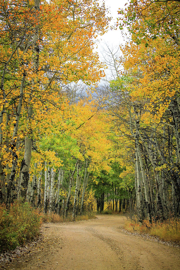 Fall Road Photograph by Juli Ellen