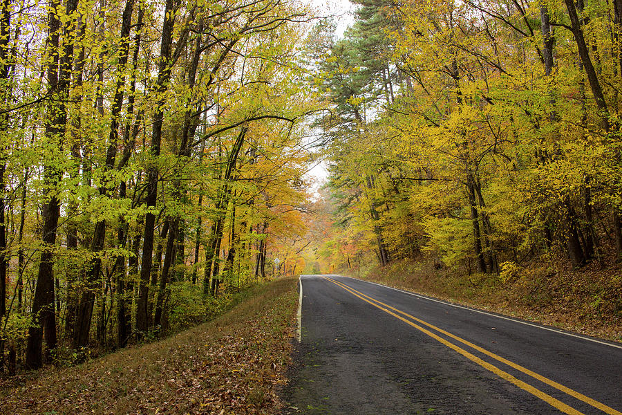 Fall Roads Photograph by Tammy Chesney