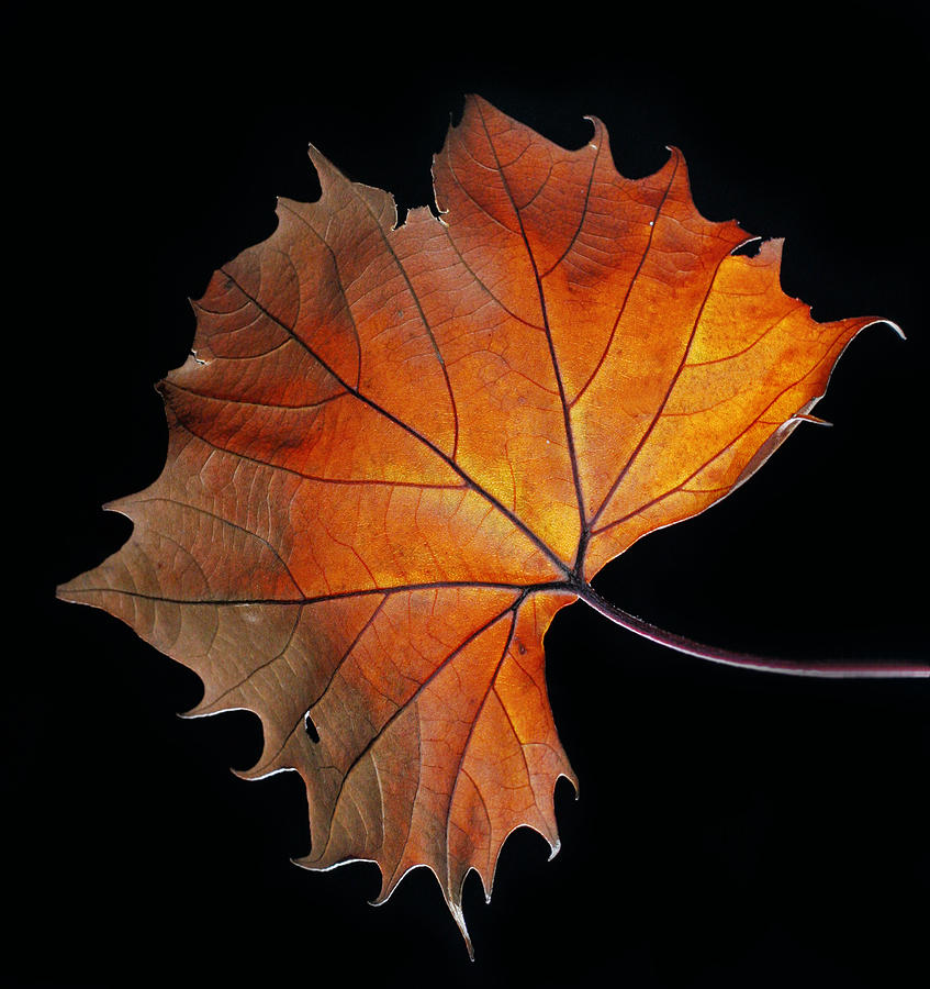 Fall Photograph by Robert Och