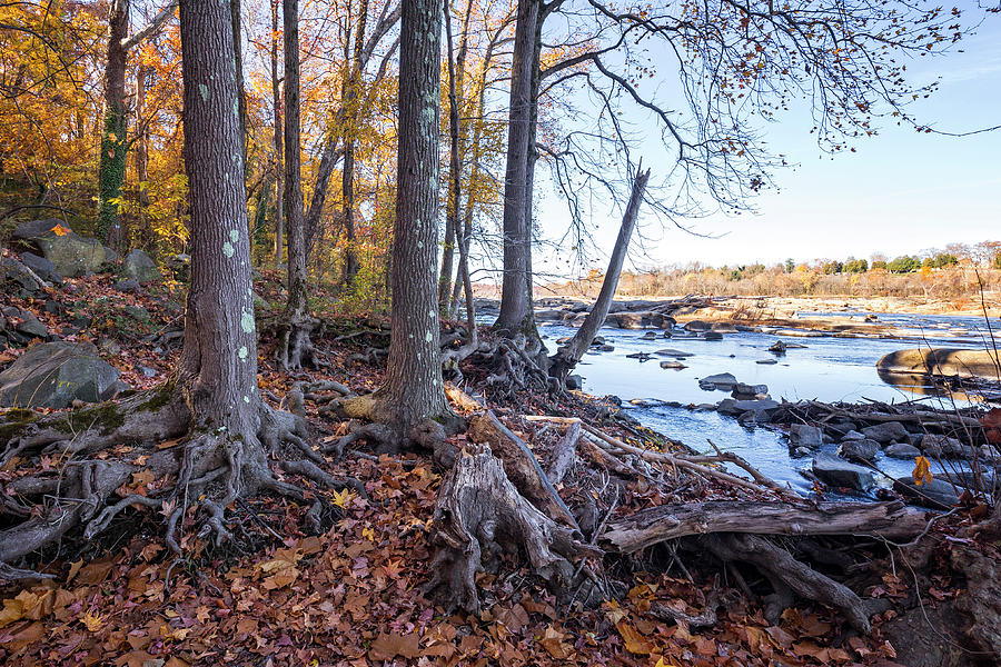 Fall Roots Photograph by Alan Raasch
