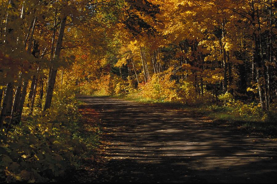 Landscape Photograph - Fall Scene Of A Tree-shaded Road by Gillham Studios