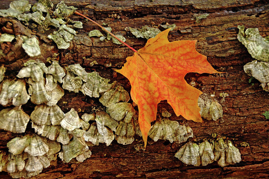 Fall Seashells On Wood Photograph by Debbie Oppermann
