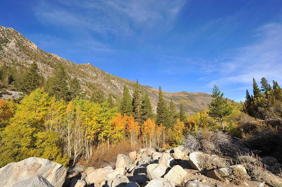 Fall season in Bishop Creek Photograph by Dung Ma