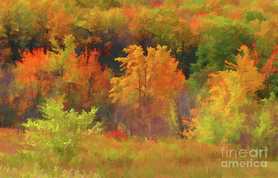 Fall Season Trees Color Photograph by Chuck Kuhn