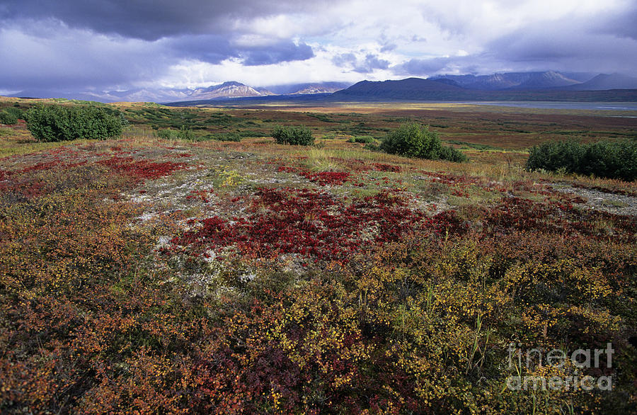 Denali National Park Photograph - Fall Season Tundra by John Hyde - Printscapes