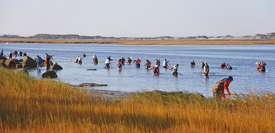 Fall Shellfishing for Barnstable Oysters Photograph by Charles Harden