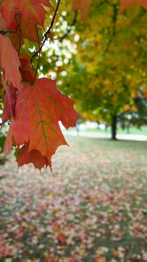 Landscape Photograph - Fall by Yazid Ismail Landscape Photograph - Fall by Yazid Ismail