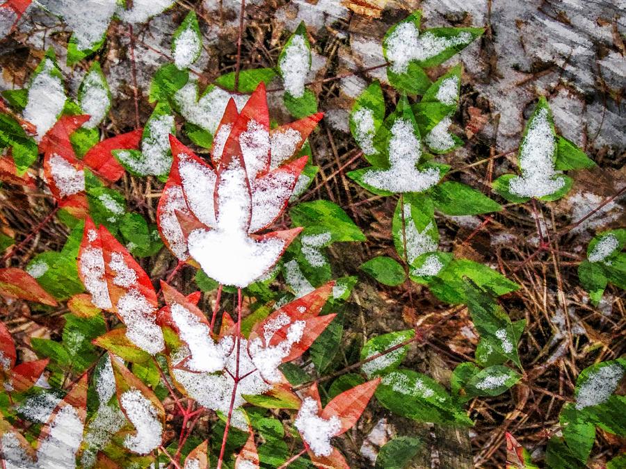 Fall Snow Photograph by Ches Black