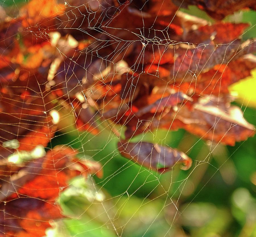 Fall Spiderweb Photograph by Ronda Ryan