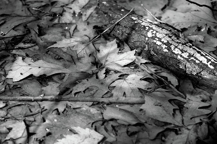 Fall Spring Mix 2 BW Photograph by Mary Bedy