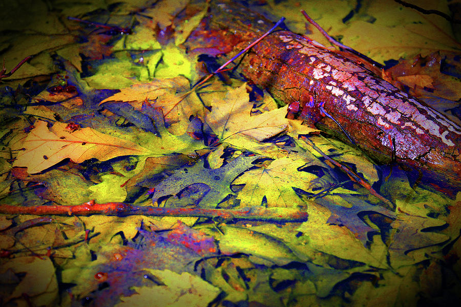 Fall Spring Mix 2 Enhanced Photograph by Mary Bedy