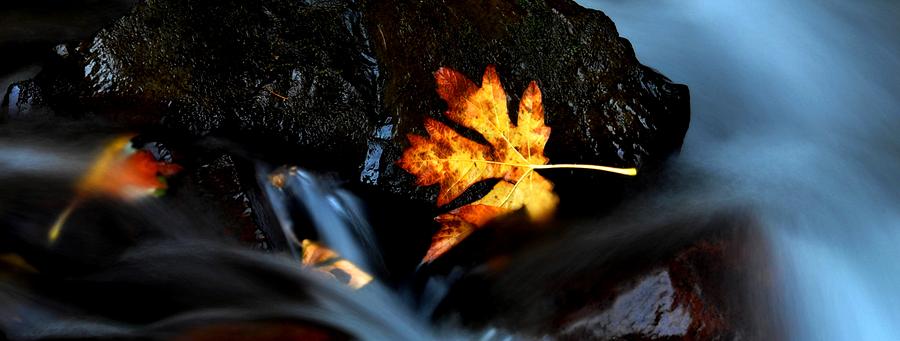 Fall Photograph - Fall Stream by Noah Cole