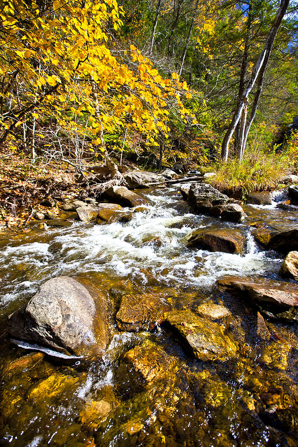 Fall stream Photograph by Stuart Monk