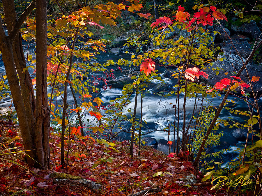 Fall - Streamside,  Photograph by Rikk Flohr