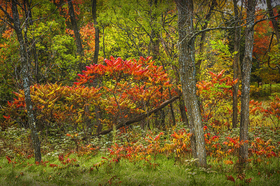 Fall Sumac Trees with Red Leaves in a Michigan Forest during Autumn Photograph by Randall Nyhof