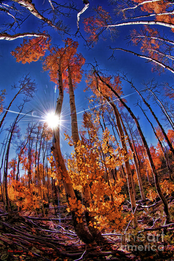 Fall Sun And Trees Photograph by Blake Richards