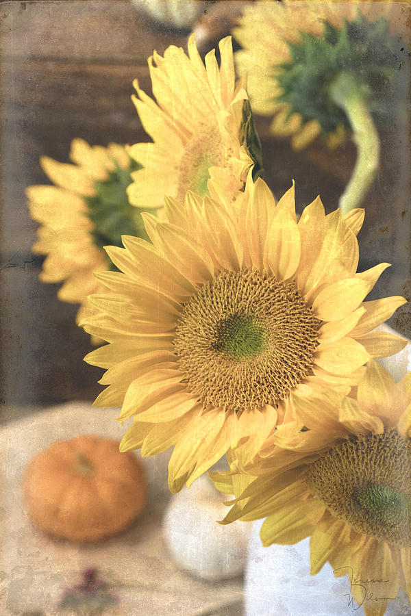 Fall Sunflowers Photograph by Teresa Wilson