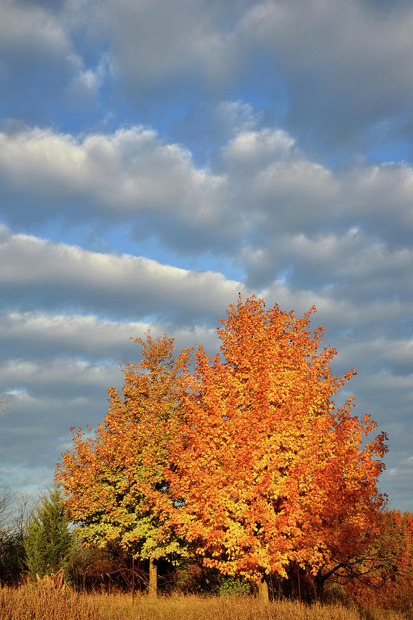 Fall Sunrise on Sugar Maple Along Route 31 Photograph by Ray Mathis