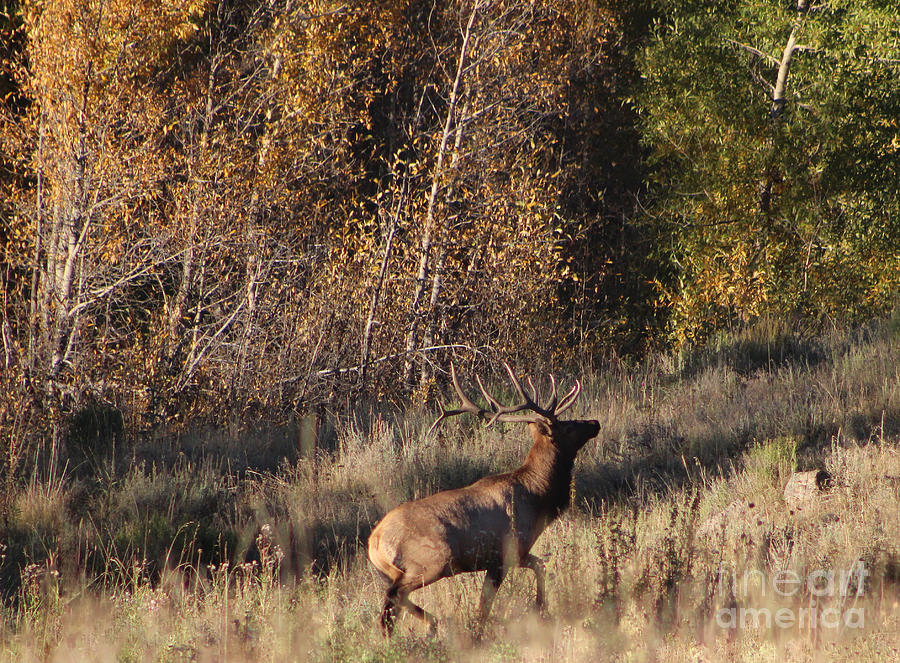 Fall Photograph - Fall Sunset Satellite Bull Elk II by Dale Jackson