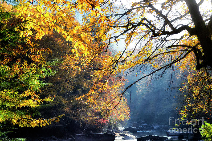 Fall Sunshine Williams River Photograph by Thomas R Fletcher