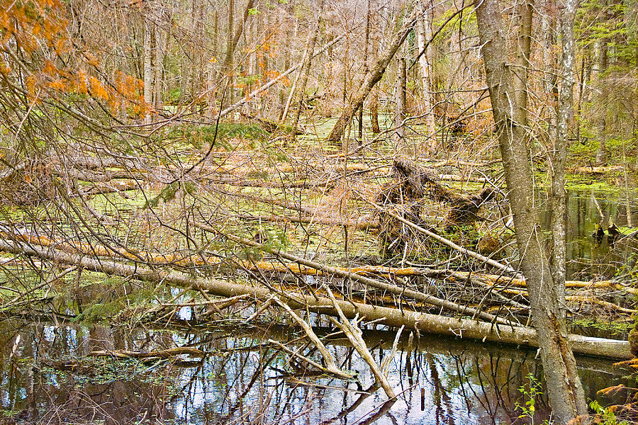 Fall Swamp Photo Photograph by Peter J Sucy