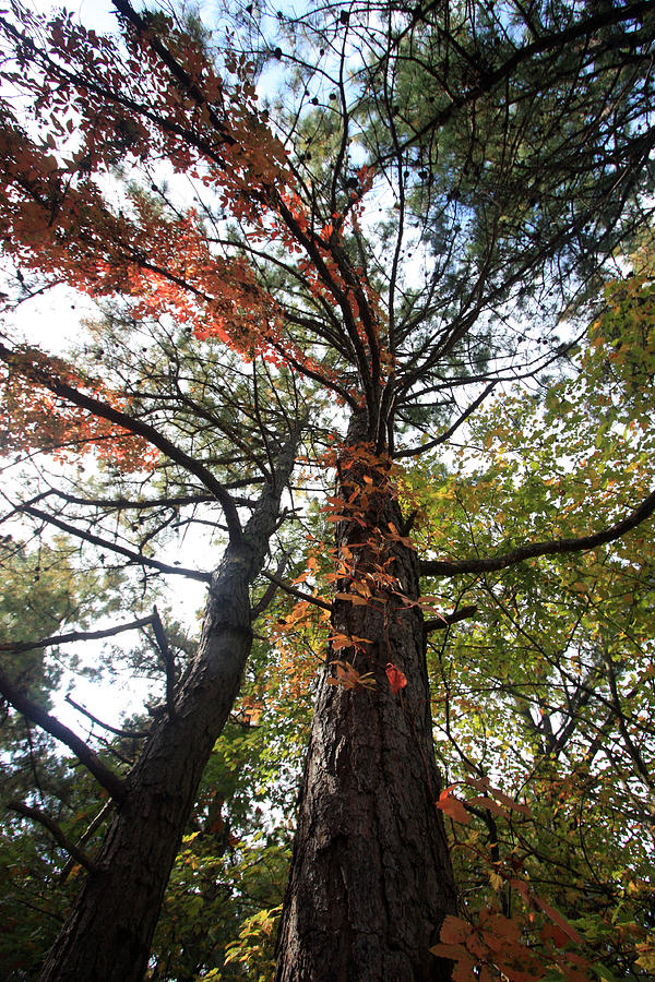 Fall Tall Photograph by Mary Haber