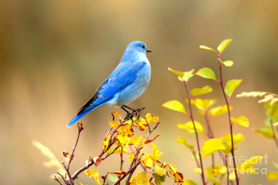 Fall Teton Bluebird Photograph by Adam Jewell