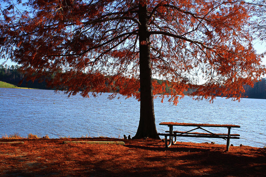 Fall Photograph - Fall Time at Lake Crabtree by Selena Lorraine