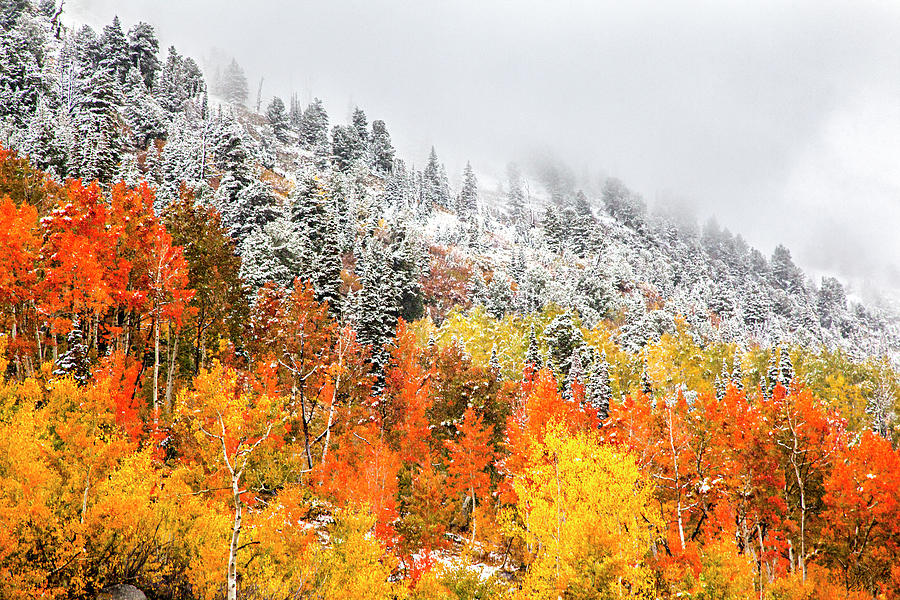 Fall to Winter Canvas Print, Photographic Print, Art Print, Framed Print, Greeting Card, iPhone Case by David Millenheft Fall to Winter Canvas Print, Photographic Print, Art Print, Framed Print, Greeting Card, iPhone Case by David Millenheft
