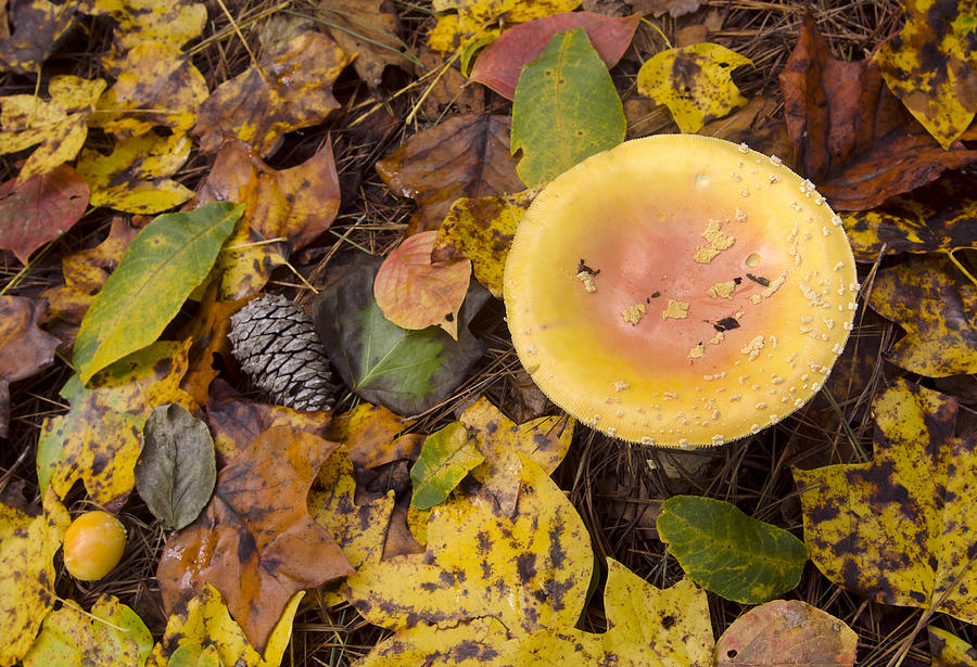 Fall Leaves and a Toadstool in the Pines, North Carolina, Photograph, Print Photograph by Eric Abernethy