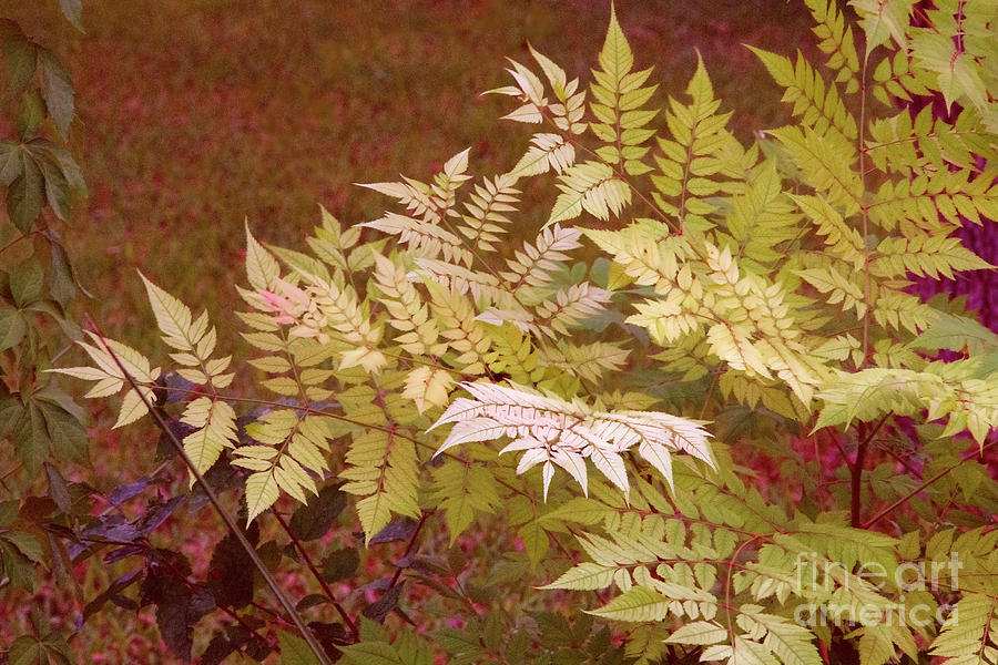 Fall Tone Foliage Photograph by Linda Phelps