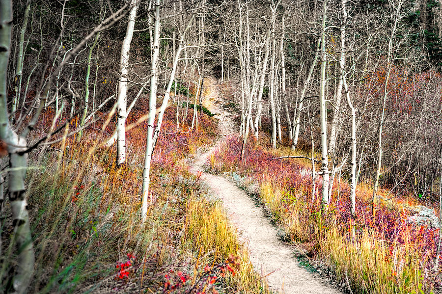 Fall Photograph - Fall Trail Golden Gate canyon by James O Thompson