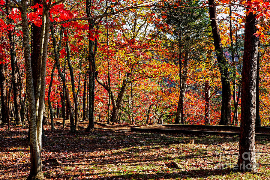 Fall Trail Photograph by Paul Mashburn