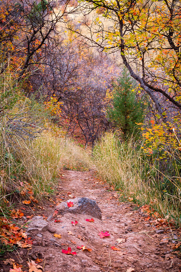 Mountain Photograph - Fall Trails by Gina Gardner
