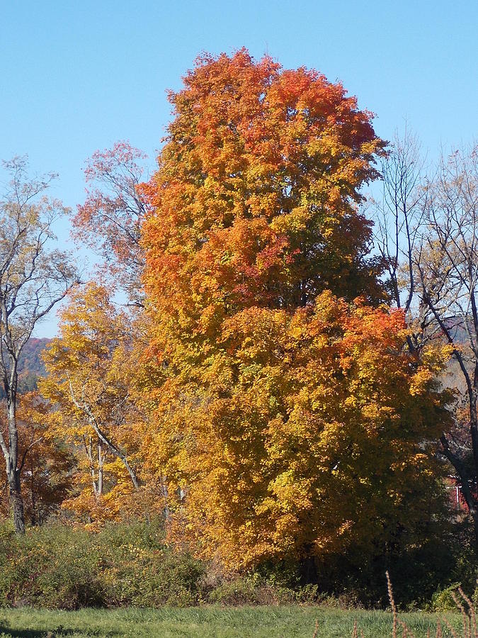 Fall Tree 1 Photograph by Nina Kindred