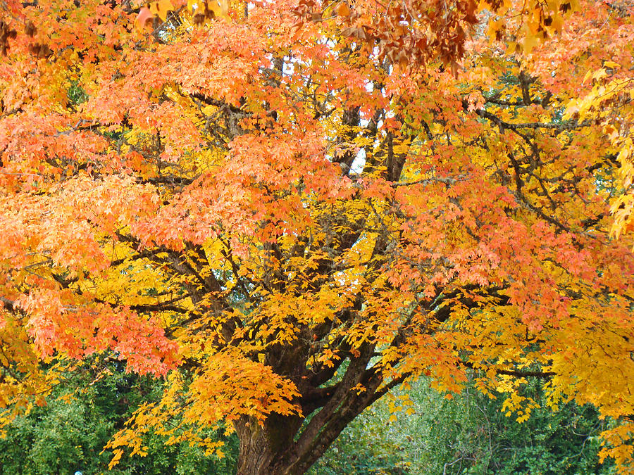 Fall Photograph - Fall Tree art print Autumn Leaves by Patti Baslee