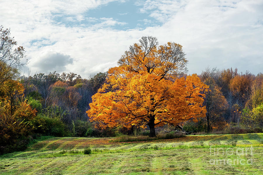 Fall Tree Photograph by David Arment