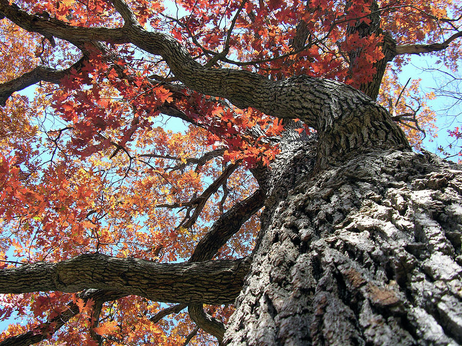 Fall Tree Photograph by John Lautermilch