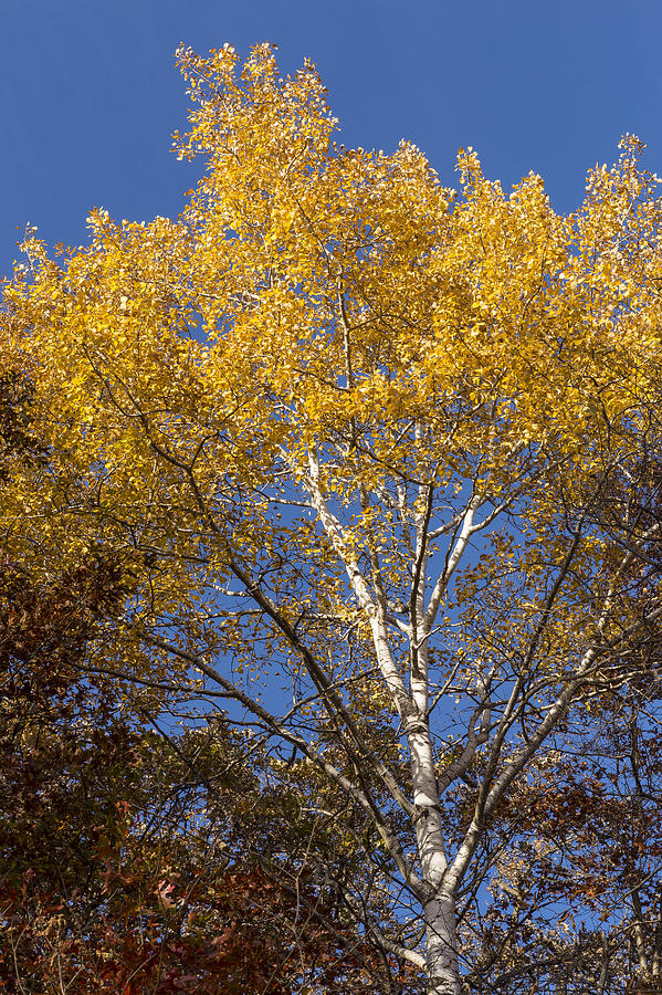 Fall Tree Leaves 3 Photograph