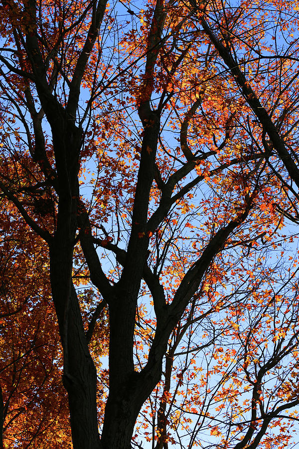 Fall Tree on the Hiking Trail Photograph by Mary Bedy